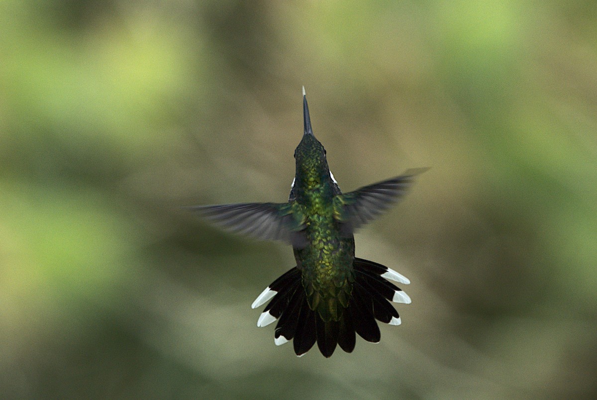 kolibřík límcový - ML616189203