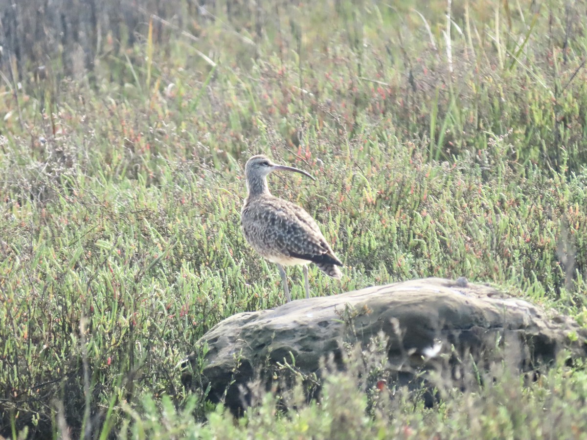 Whimbrel - ML616189205