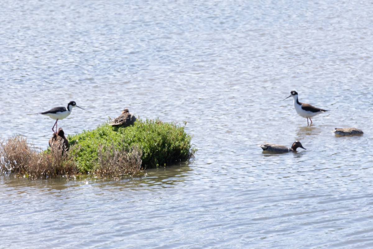 Black-necked Stilt - Will Knowlton