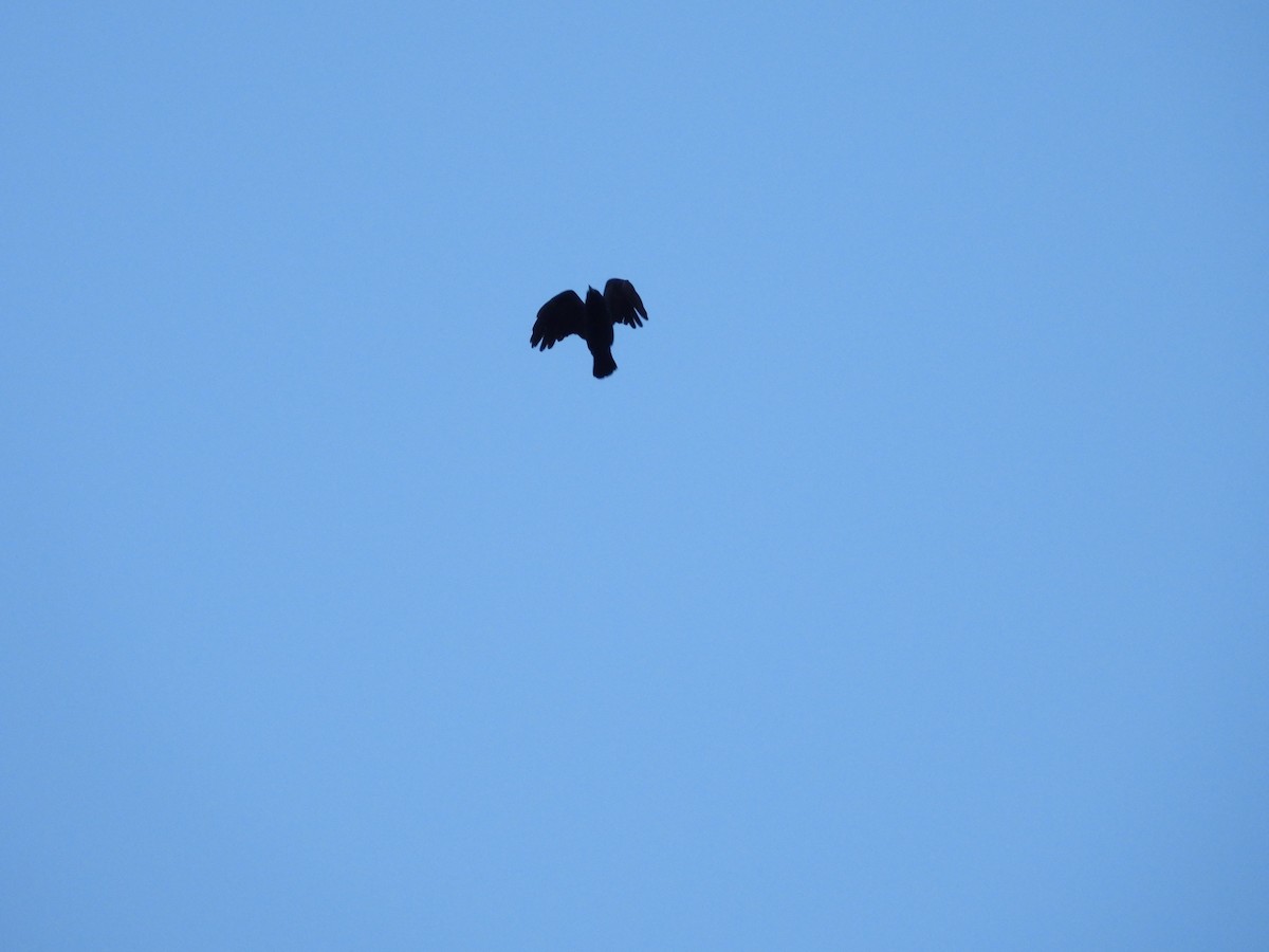 American Crow - Carl Lundblad