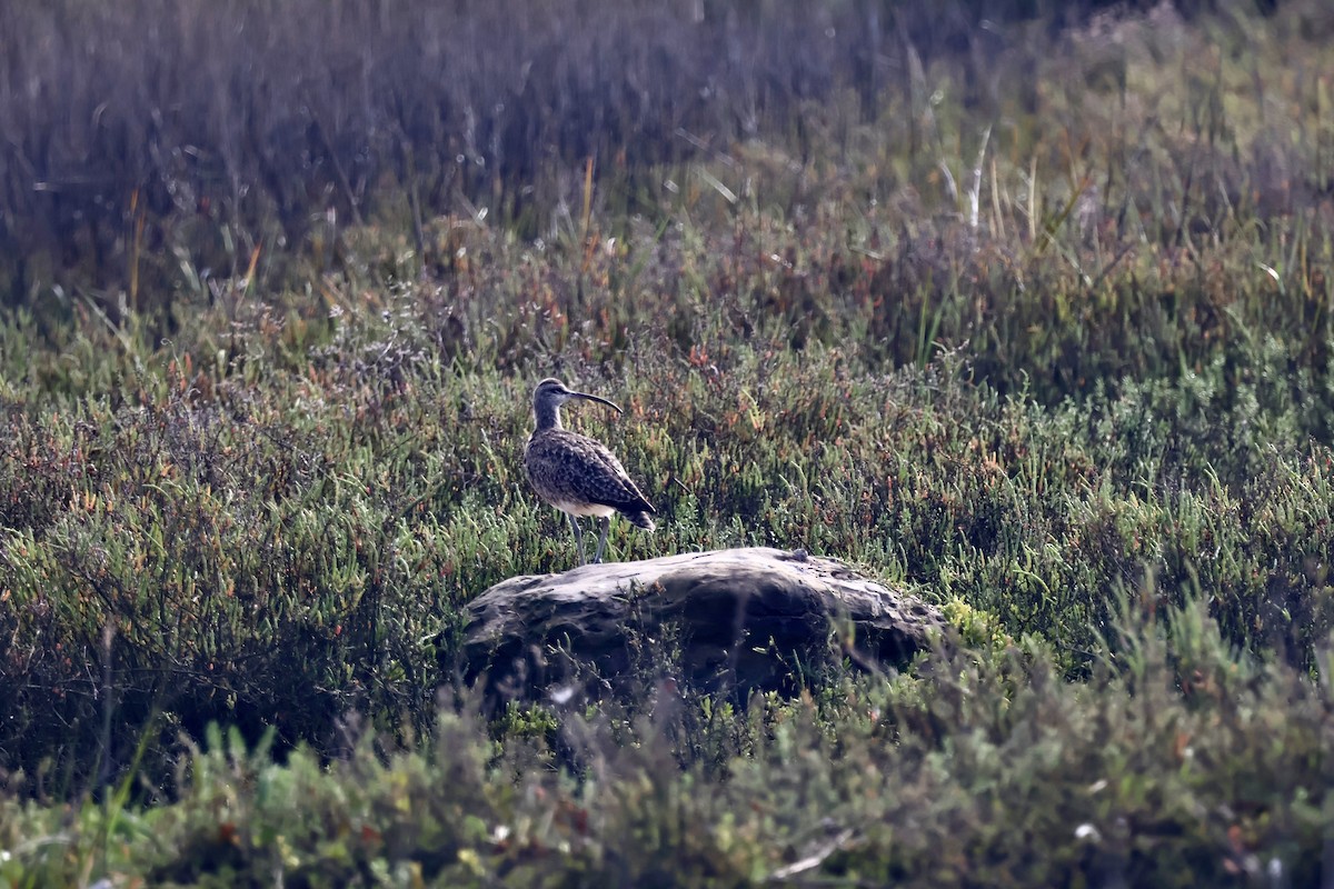 Whimbrel - Siyuan Jiang