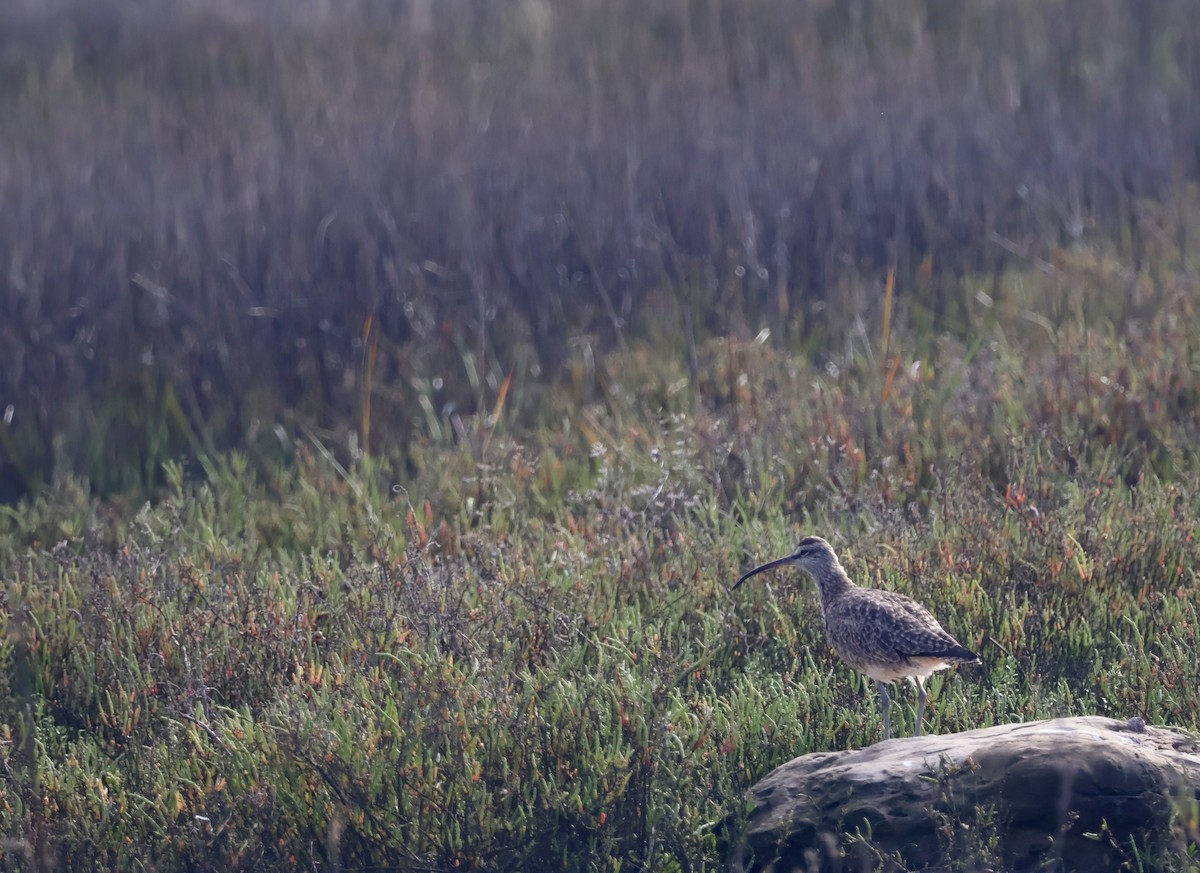 Whimbrel - ML616189234