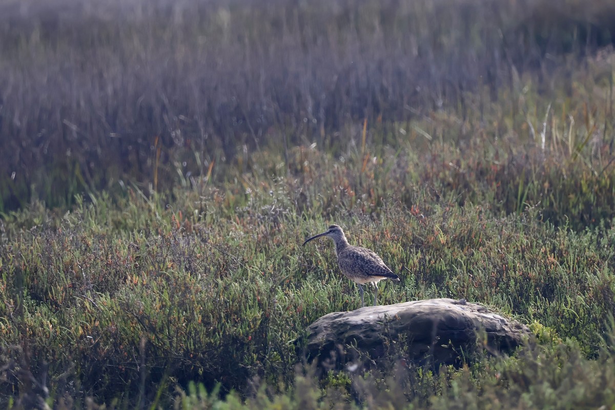 Whimbrel - ML616189236