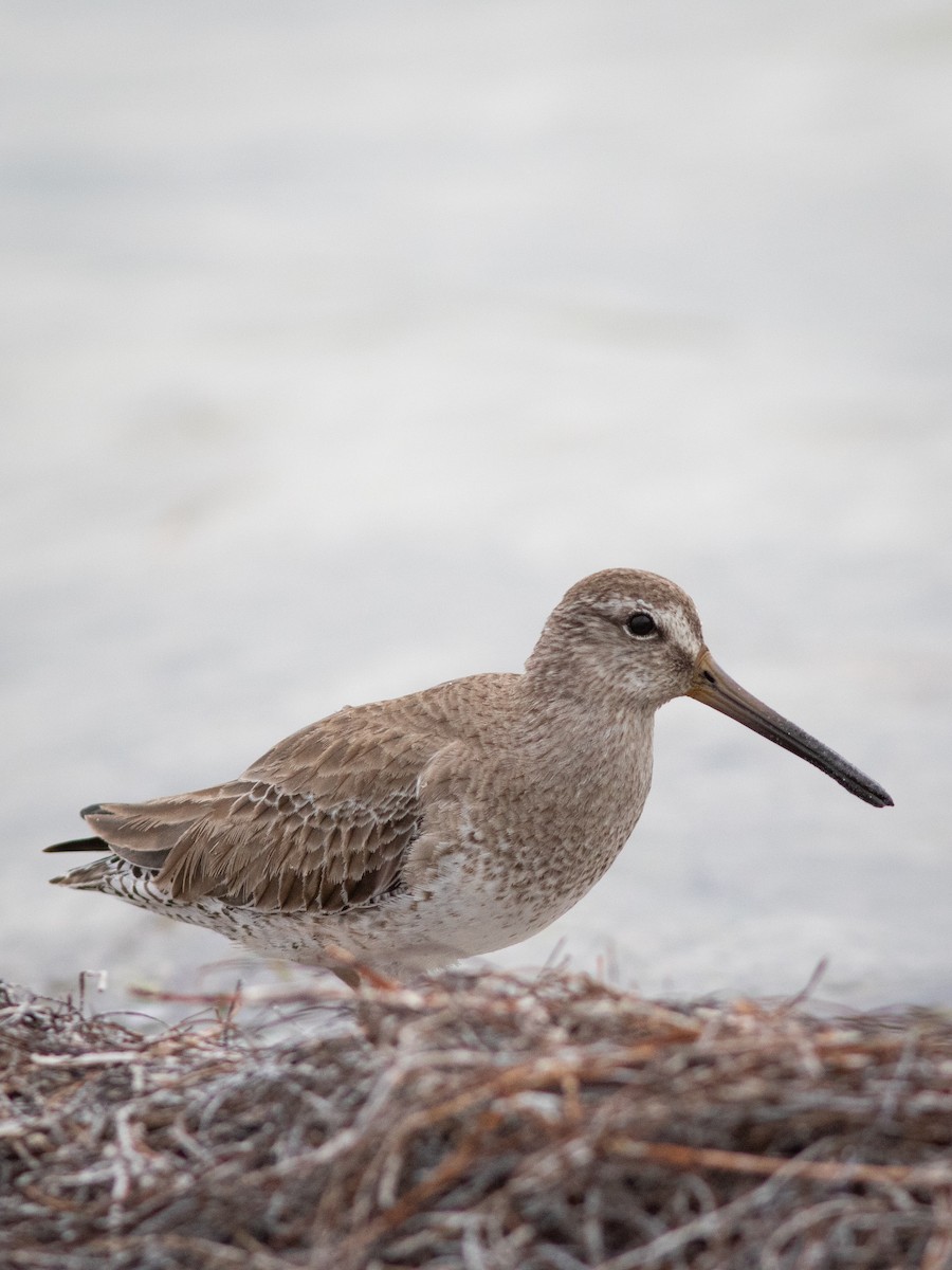 Short-billed Dowitcher - ML616189259