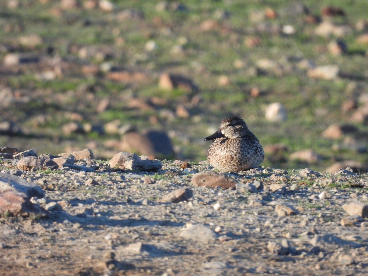 Green-winged Teal - Carl Lundblad