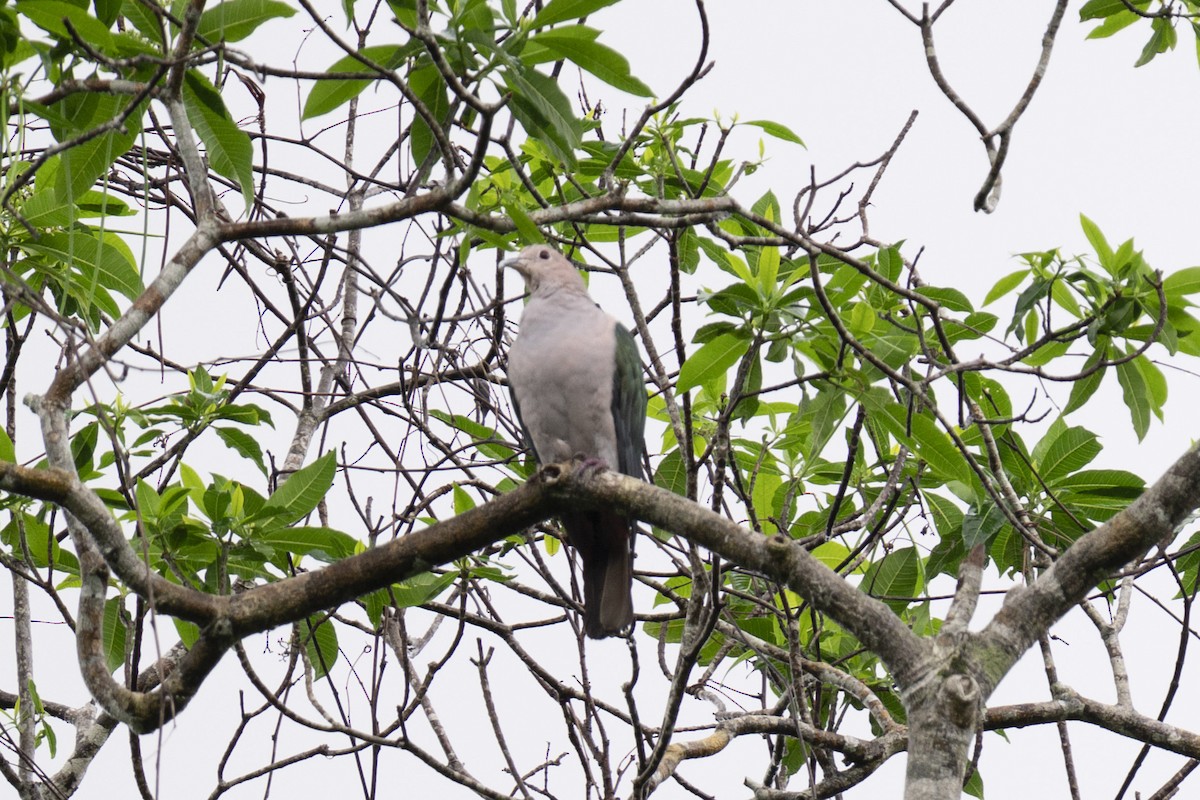 Green Imperial-Pigeon - ML616189307