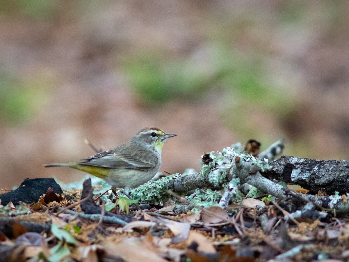 Palm Warbler - ML616189320