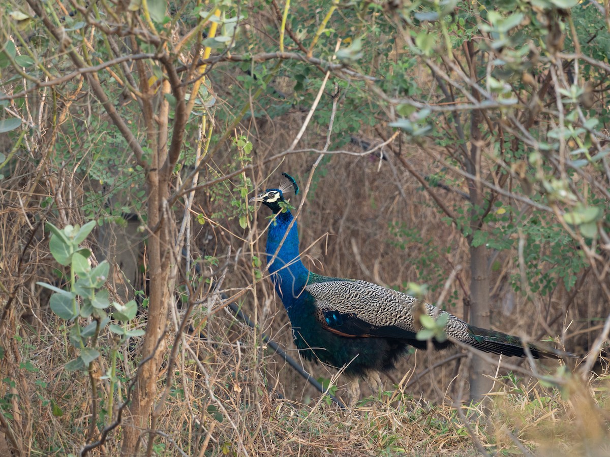Indian Peafowl - Kaustubh Thirumalai