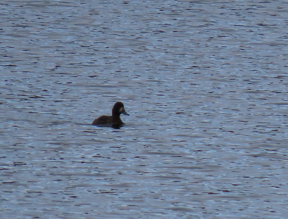 Greater Scaup - ML616189368