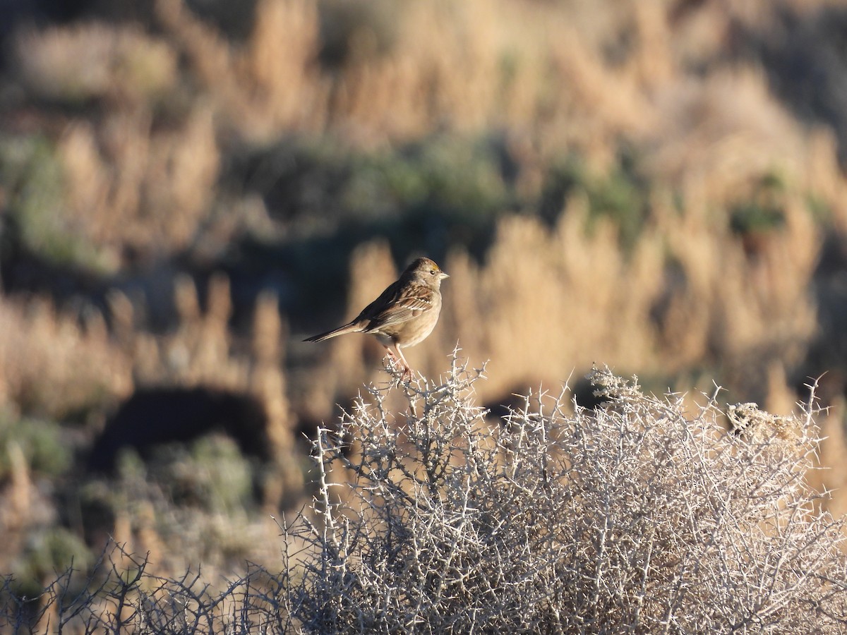 Golden-crowned Sparrow - Carl Lundblad