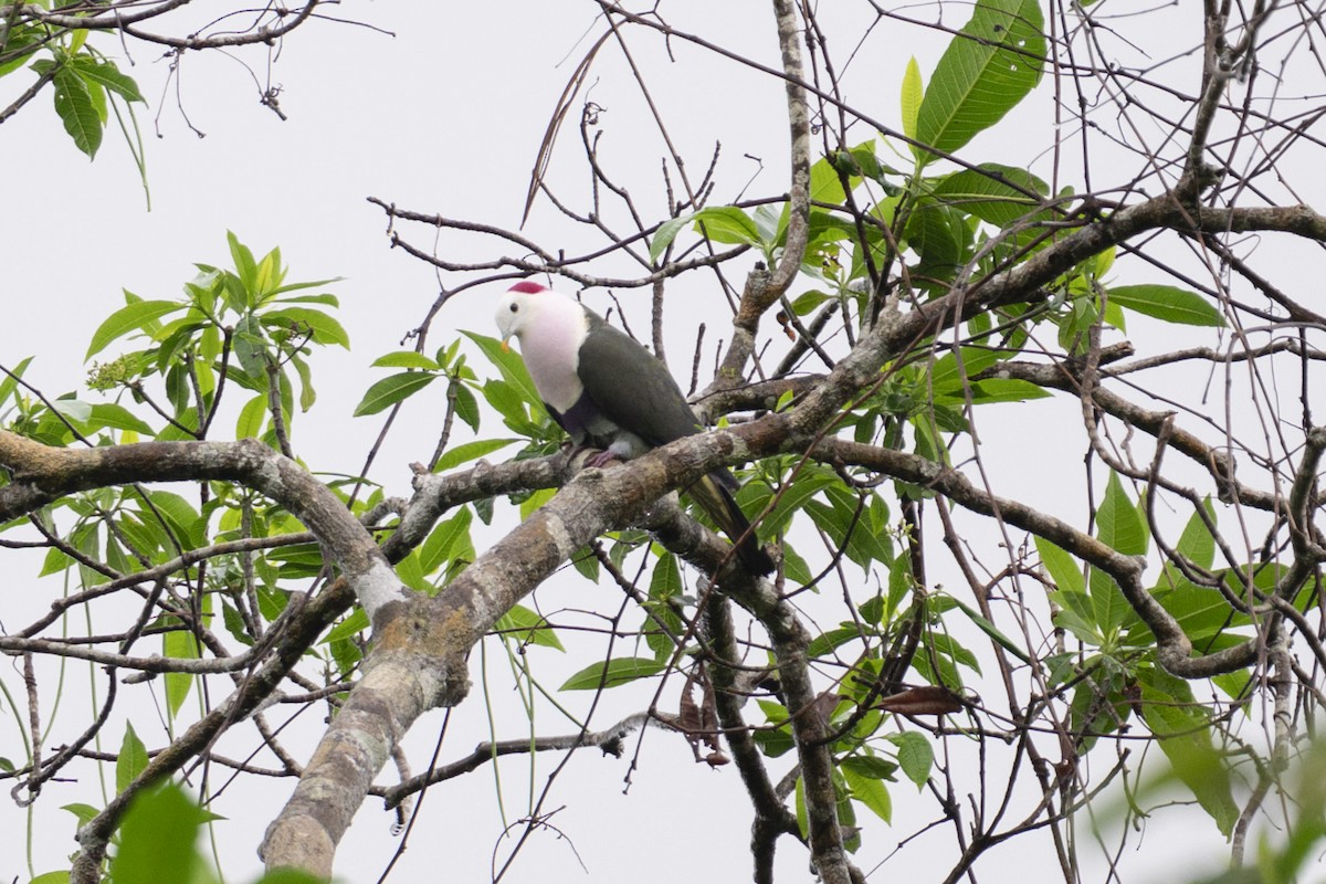 Red-naped Fruit-Dove - ML616189377