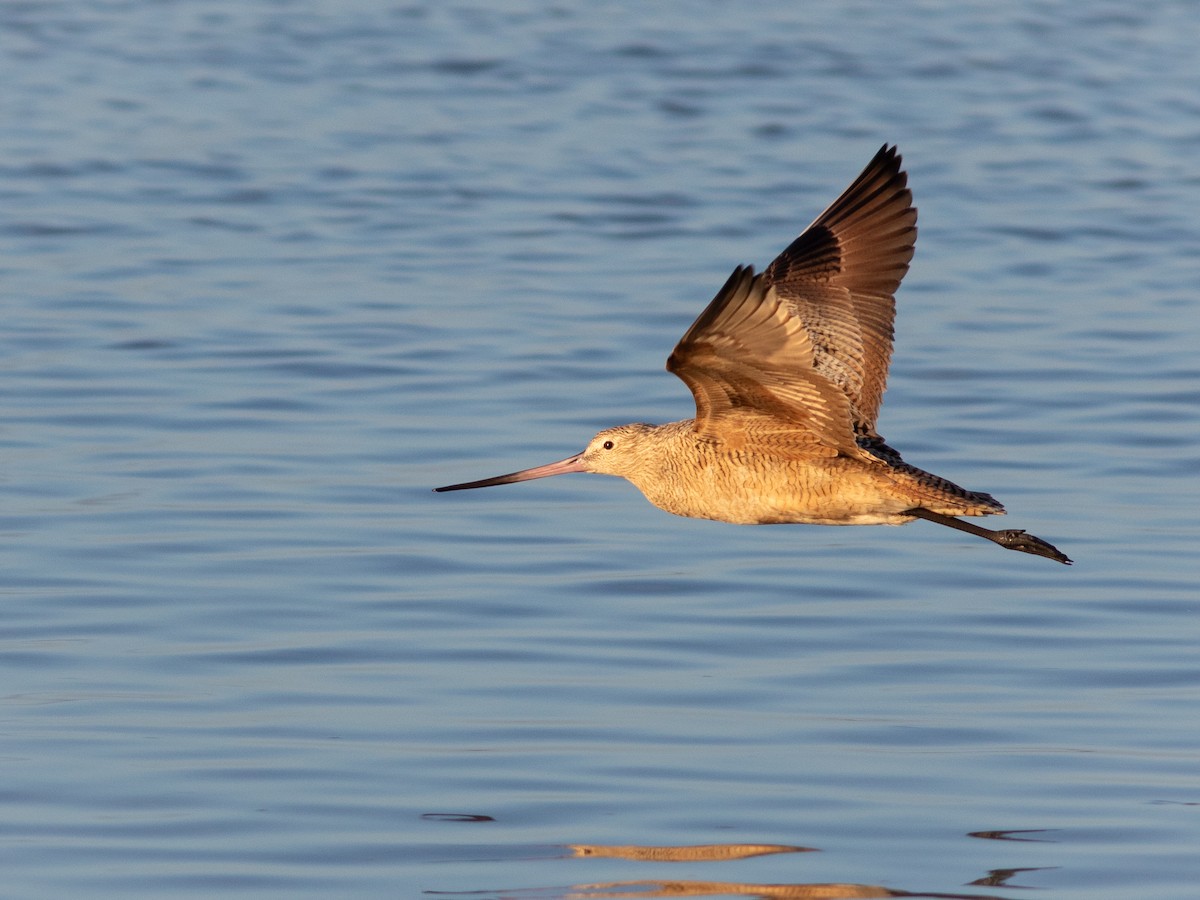 Marbled Godwit - ML616189401