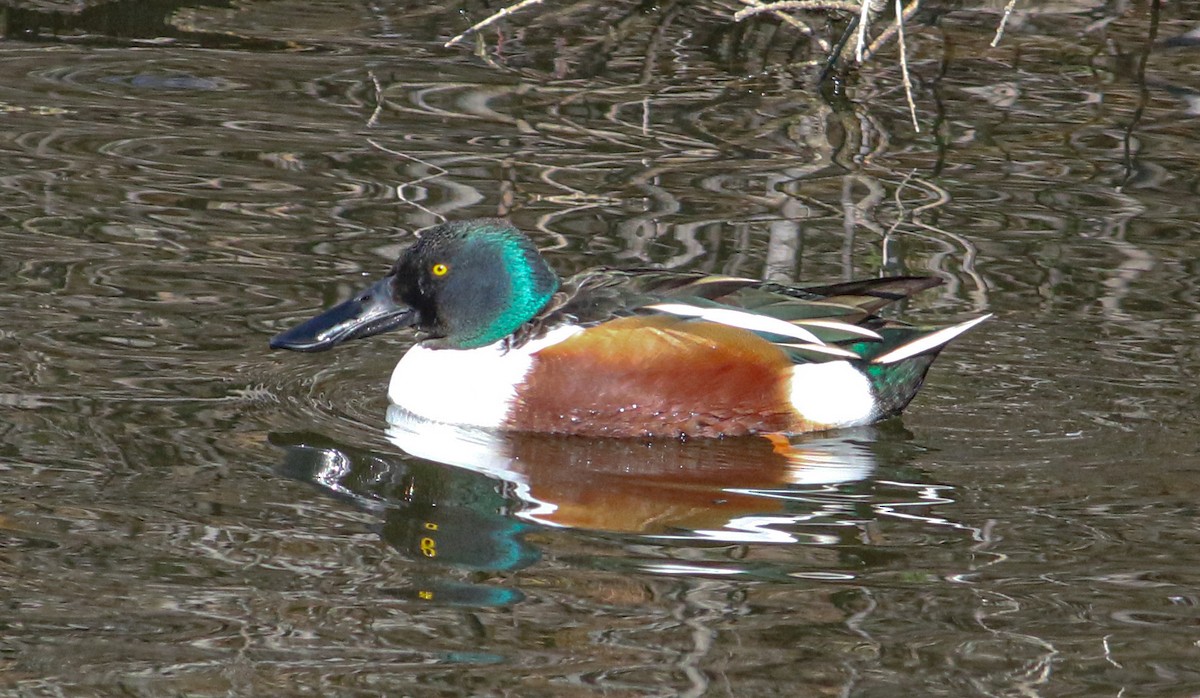 Northern Shoveler - ML616189411