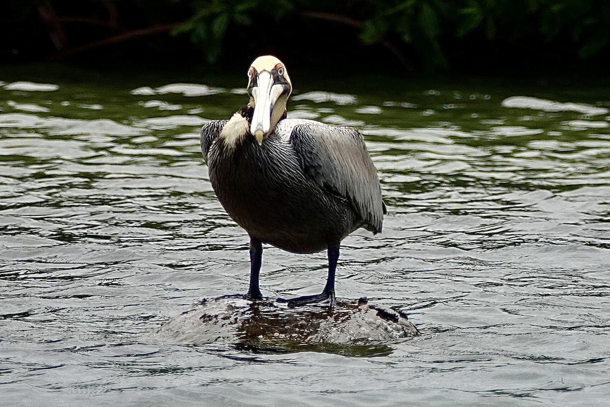 pelikán hnědý - ML616189418