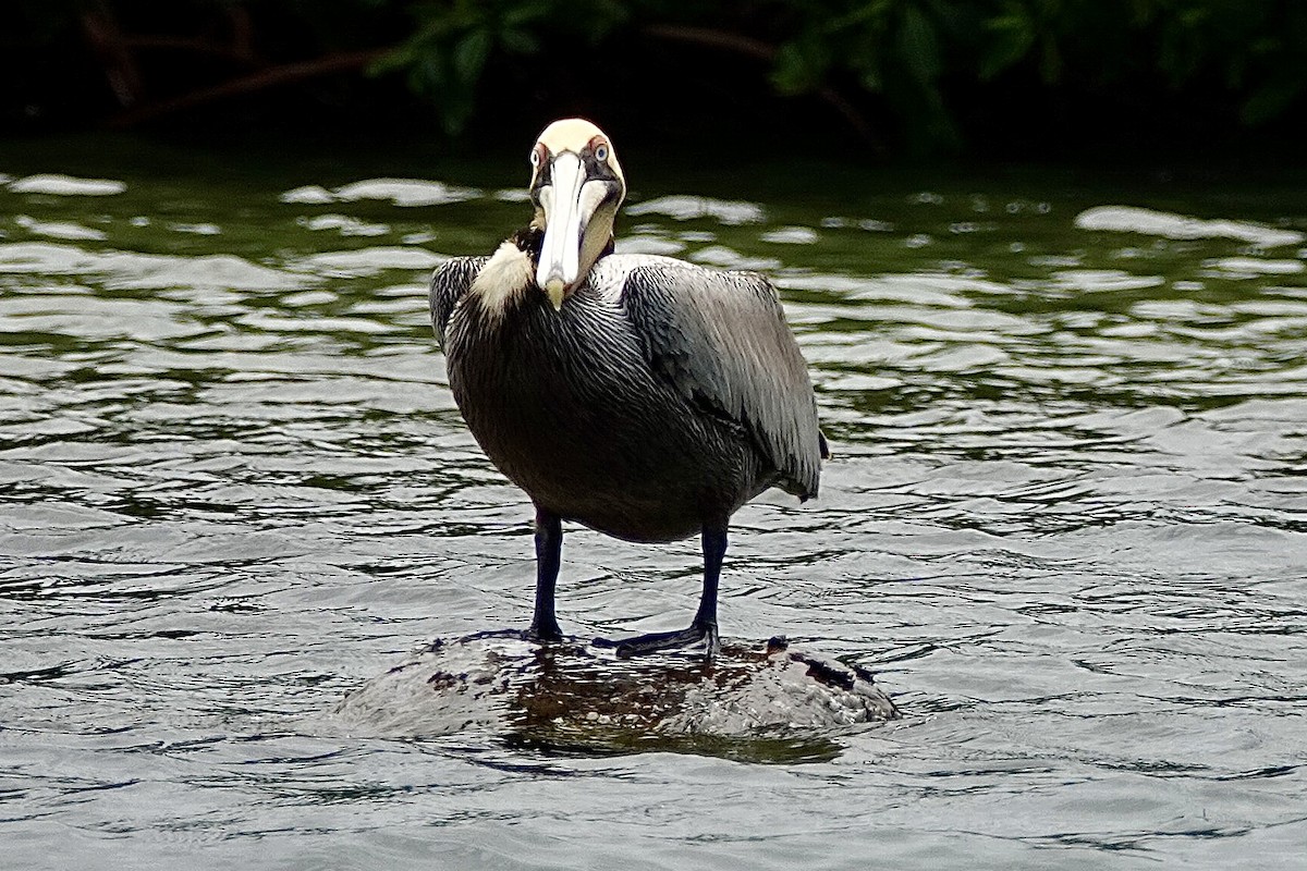 Brown Pelican - ML616189418