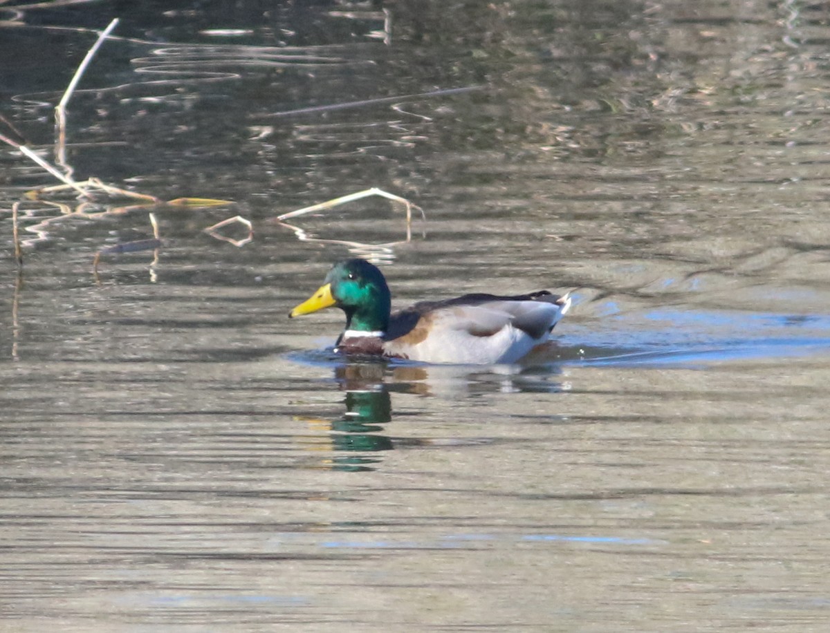 Canard colvert - ML616189434