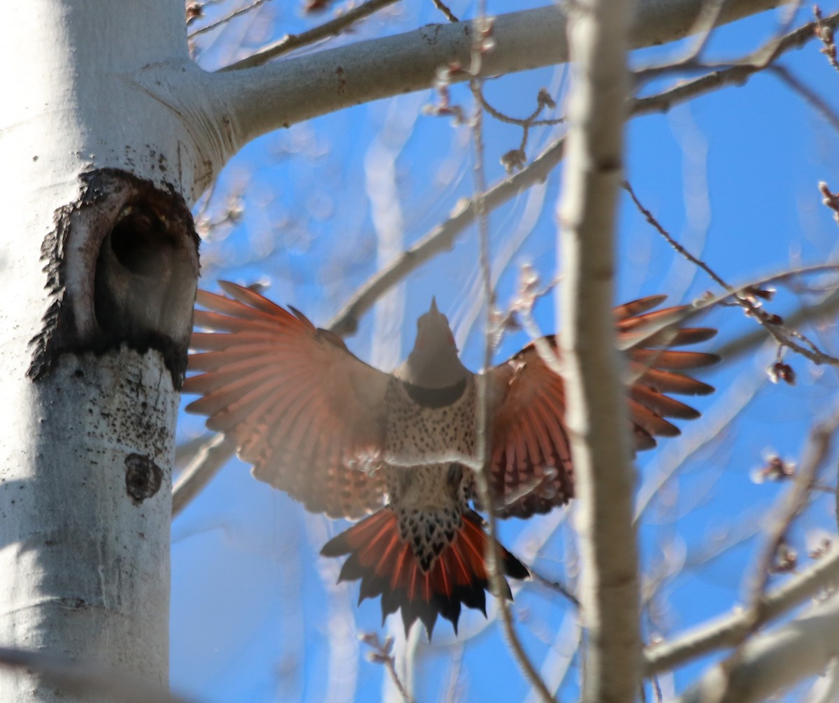 Northern Flicker (Red-shafted) - ML616189436
