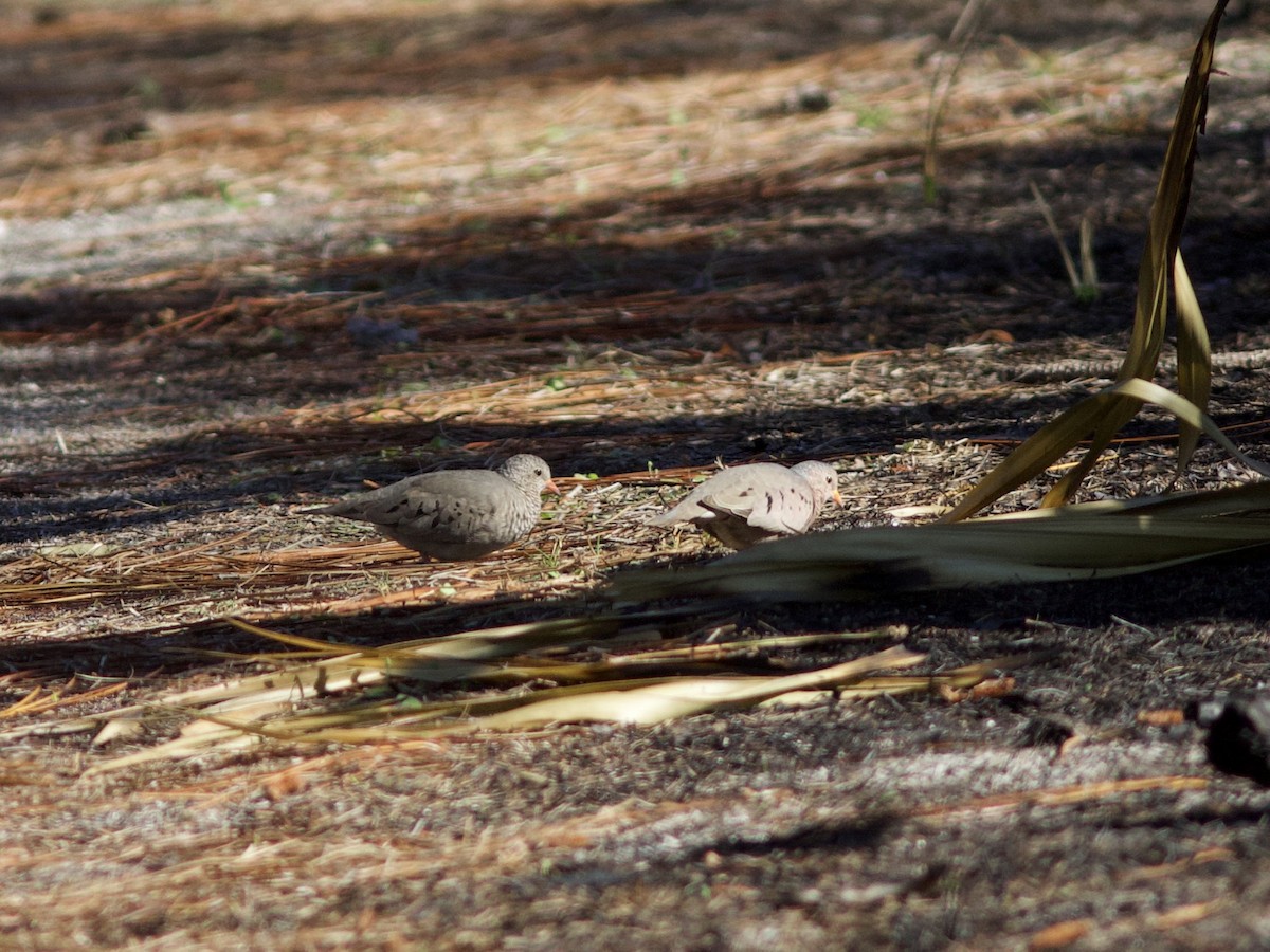 Common Ground Dove - ML616189455