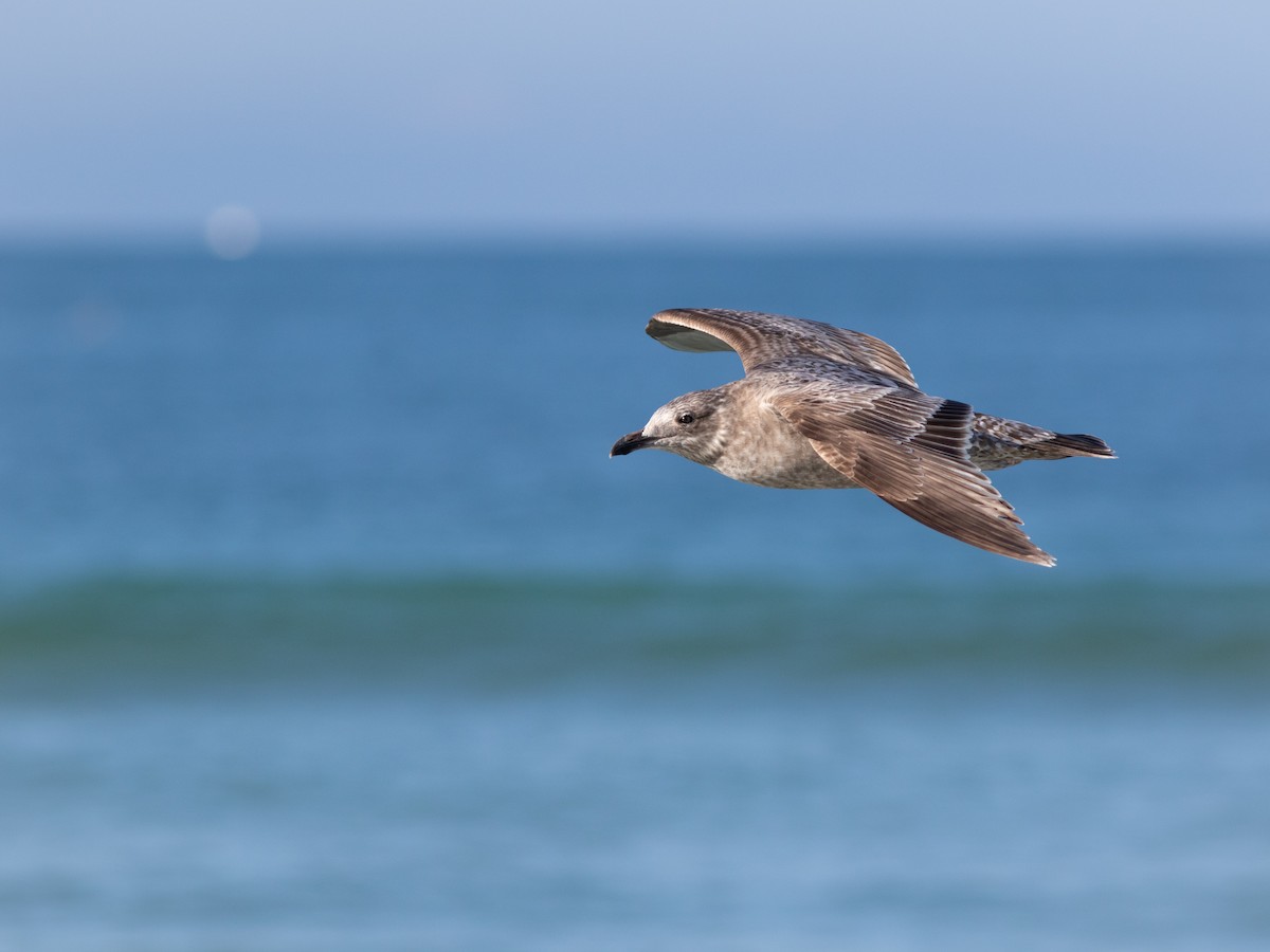 Herring Gull - ML616189481