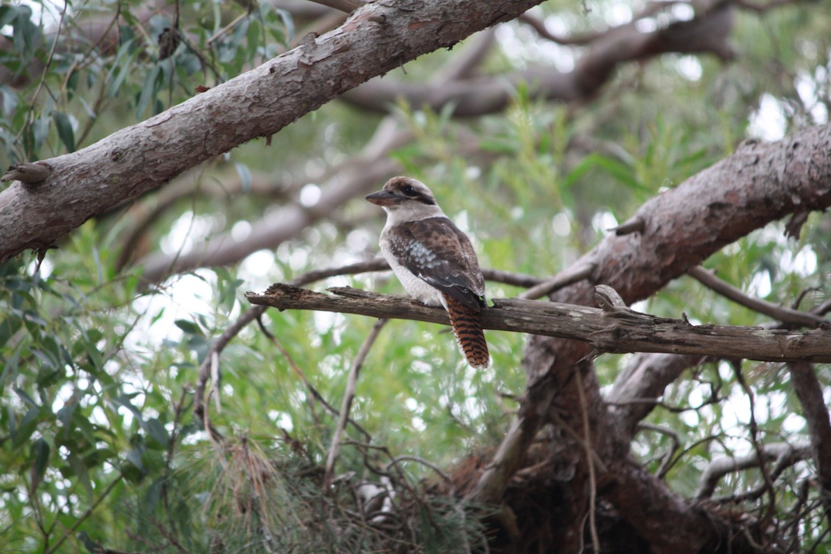 Laughing Kookaburra - ML616189525