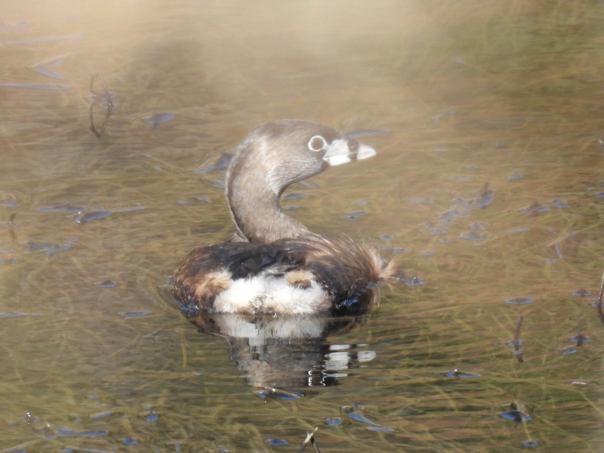 Pied-billed Grebe - ML616189586