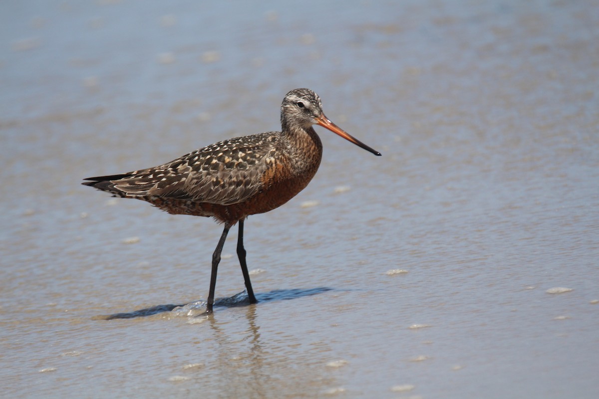 Hudsonian Godwit - ML616189588