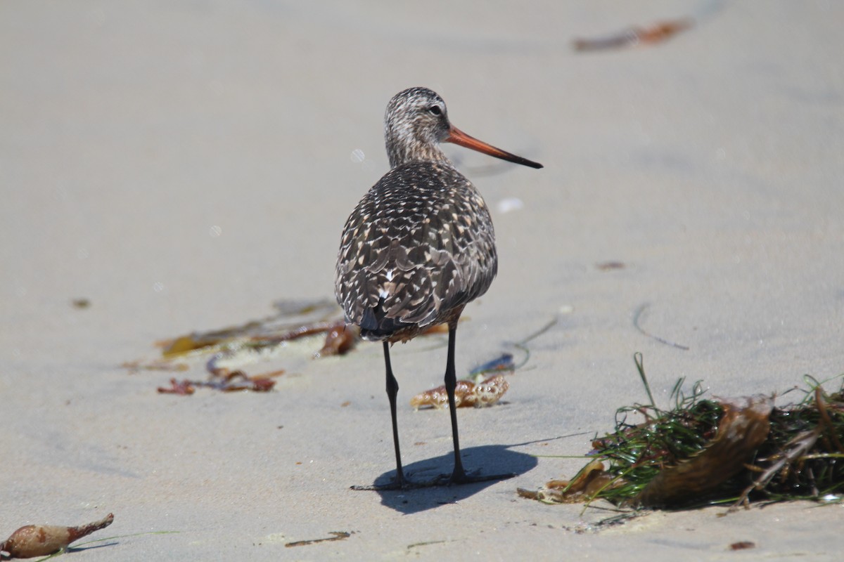 Hudsonian Godwit - ML616189589