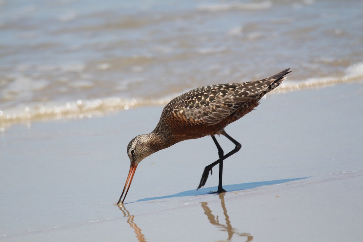 Hudsonian Godwit - ML616189590