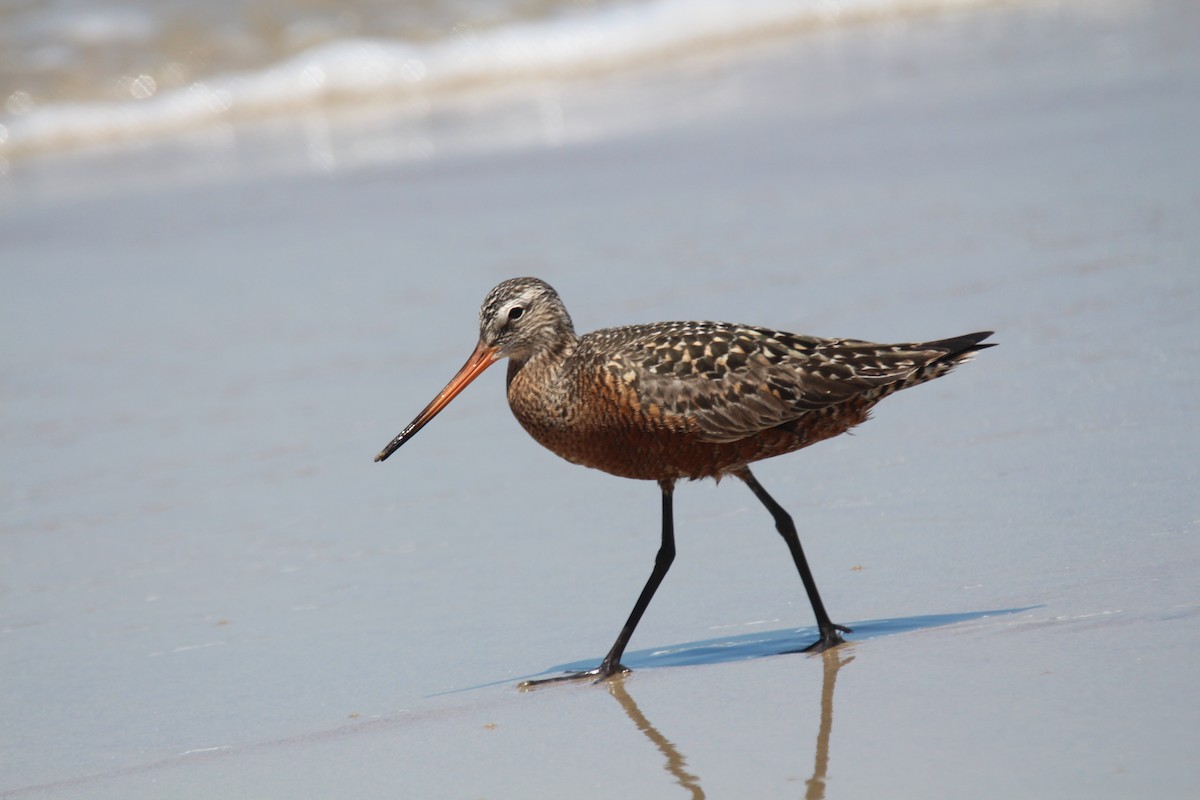 Hudsonian Godwit - ML616189591