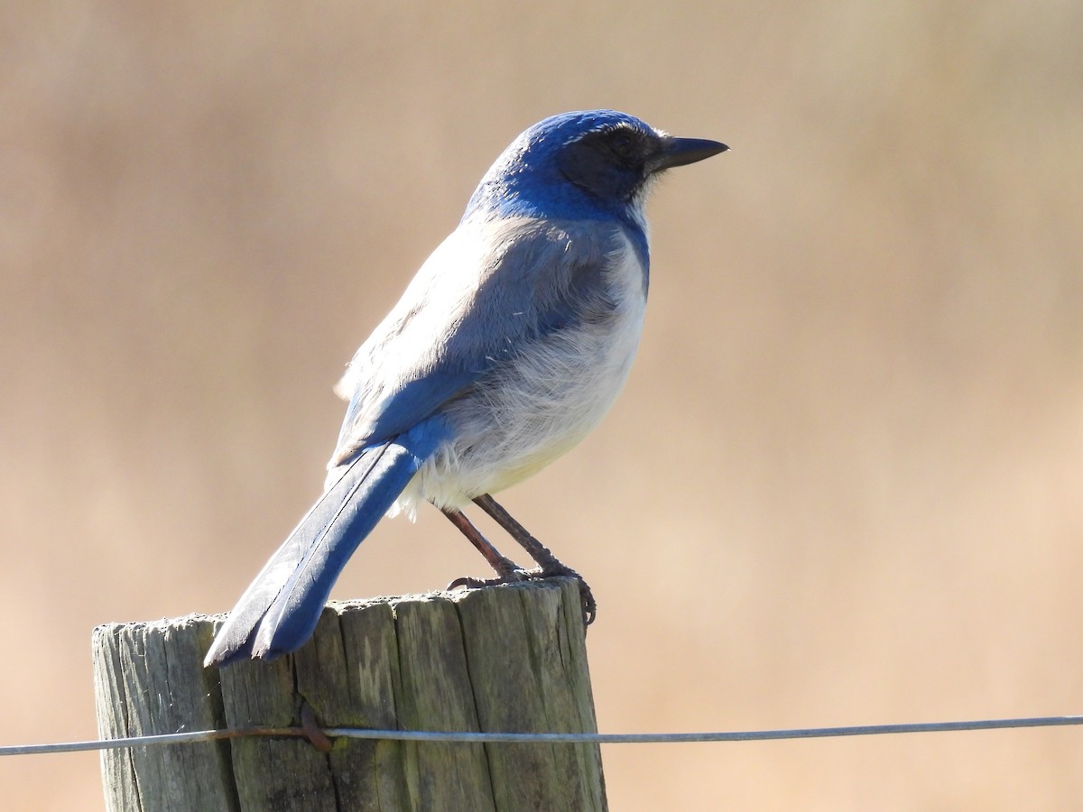 California Scrub-Jay - ML616189597