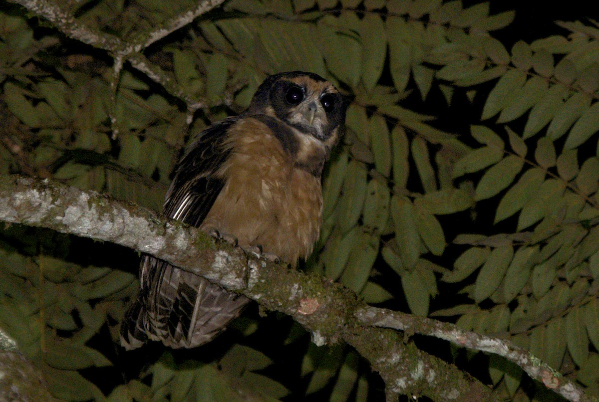 Tawny-browed Owl - Patrícia Hanate