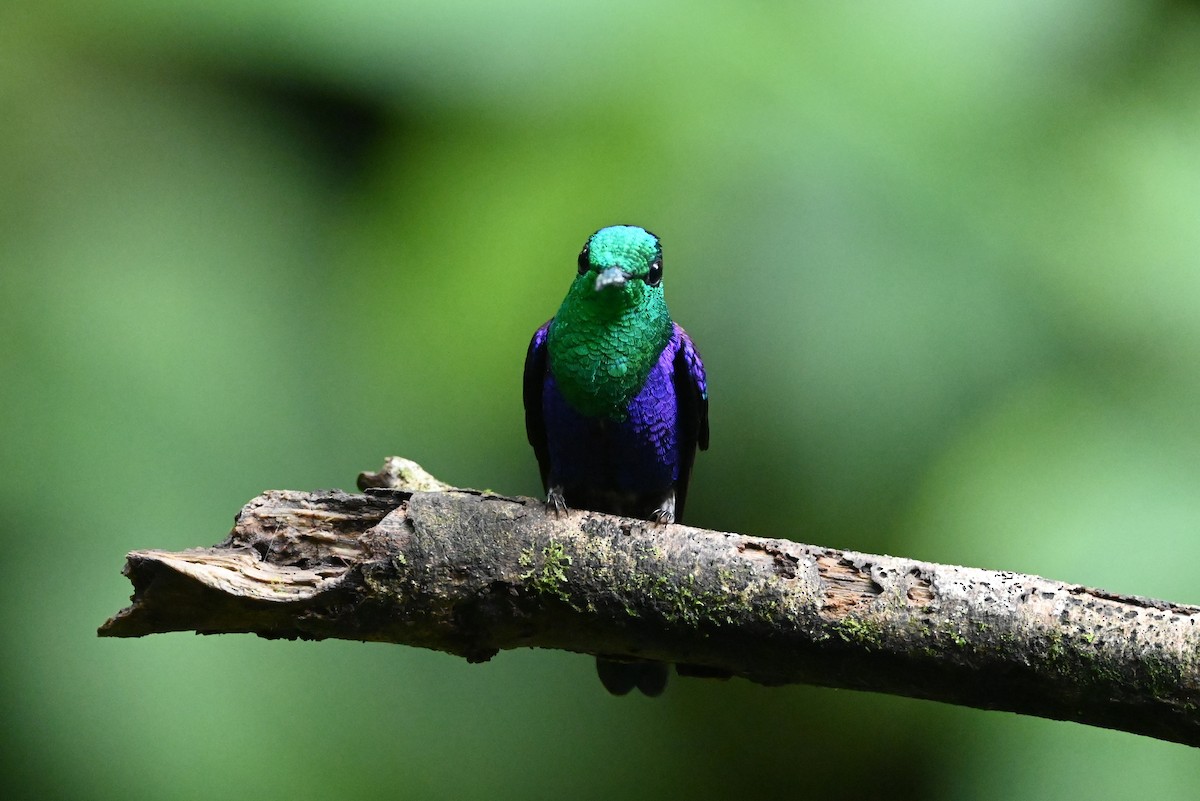 kolibřík vidloocasý [skupina fannyae] - ML616189701