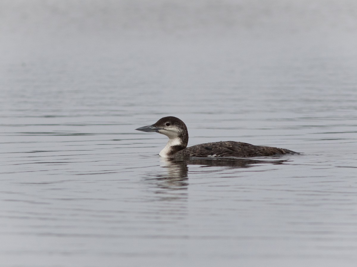 Plongeon huard - ML616189729