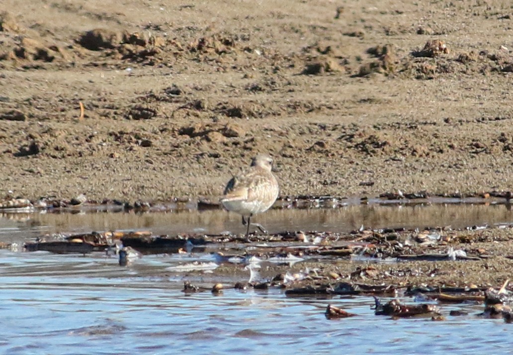 Black-bellied Plover - ML616189747