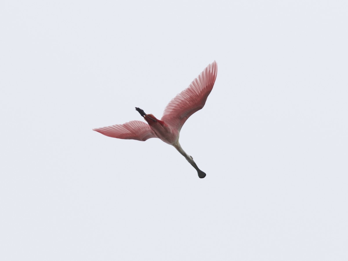 Косар рожевий - ML616189814