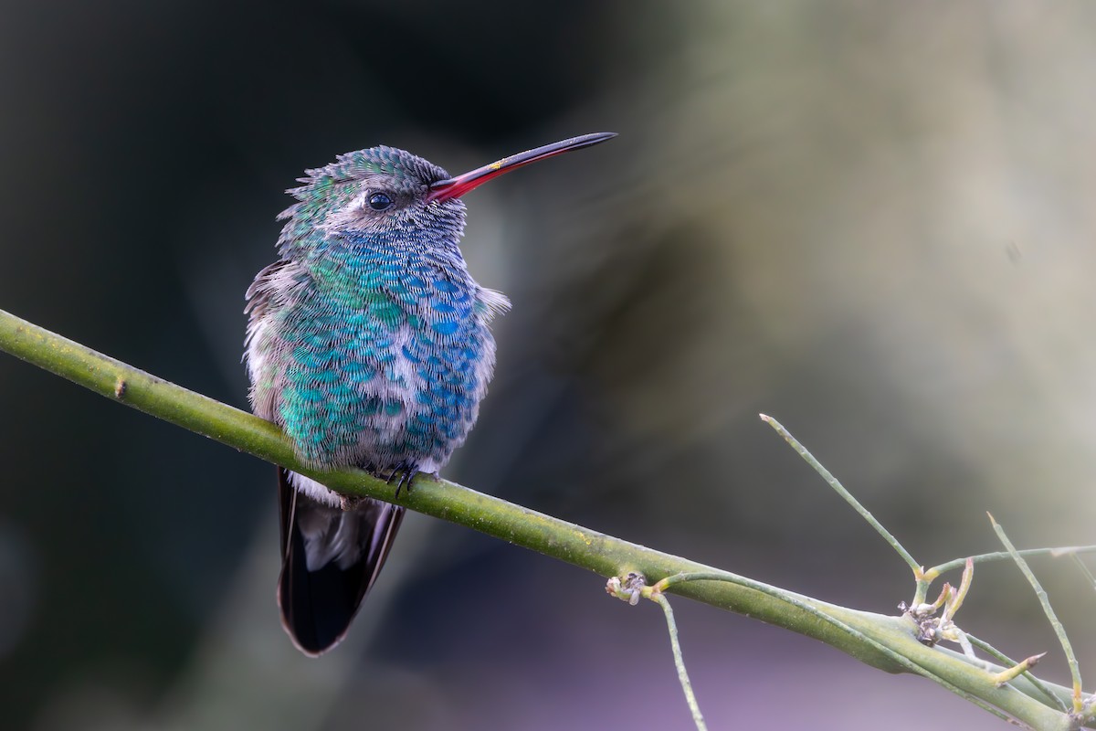 Colibrí Piquiancho Común - ML616189840