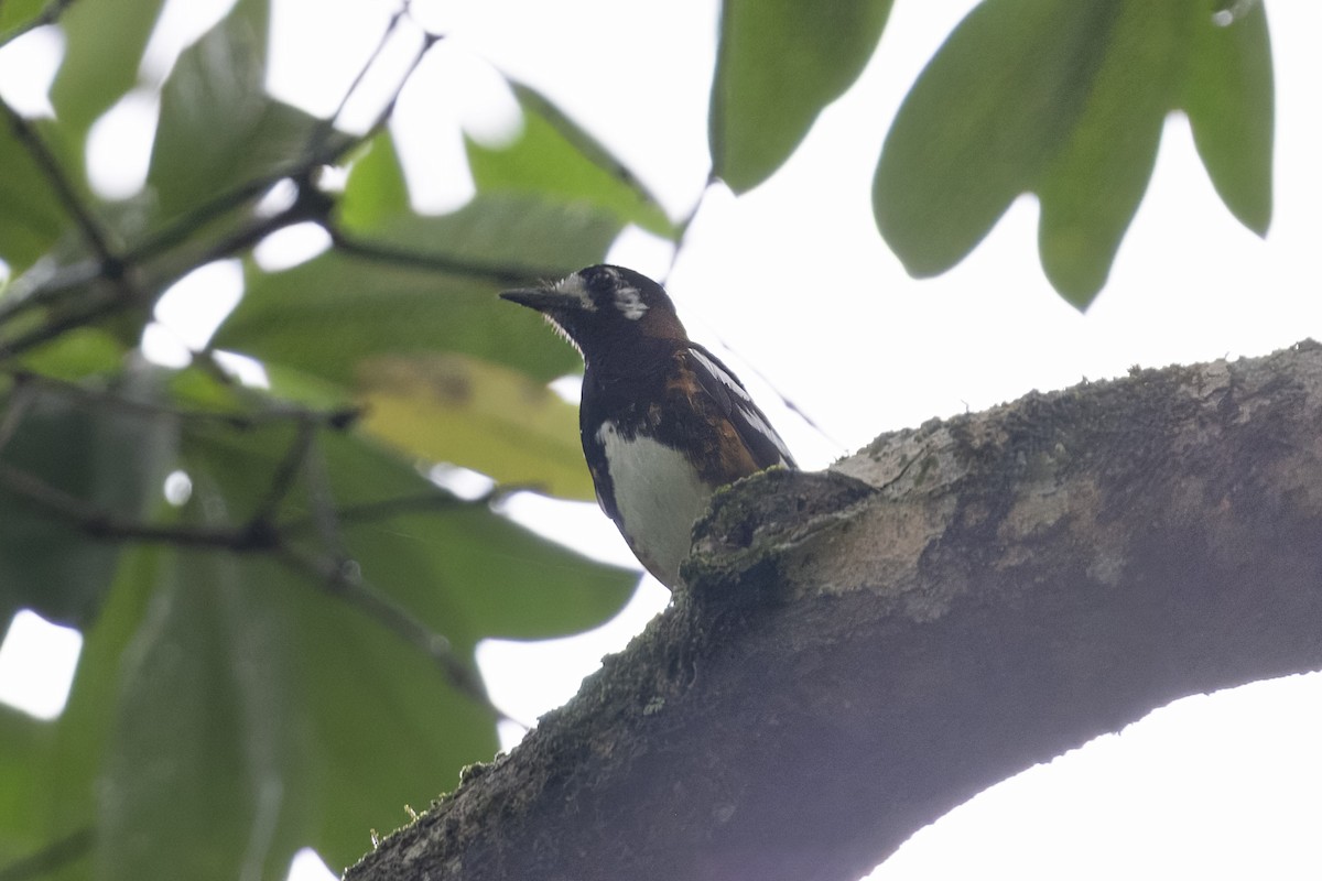 Chestnut-backed Thrush - ML616189844