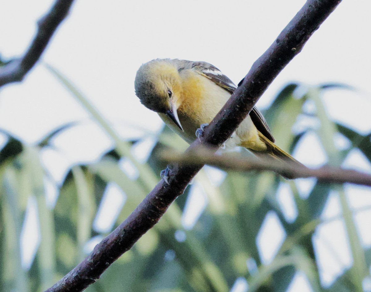 Oriole de Baltimore - ML616189893