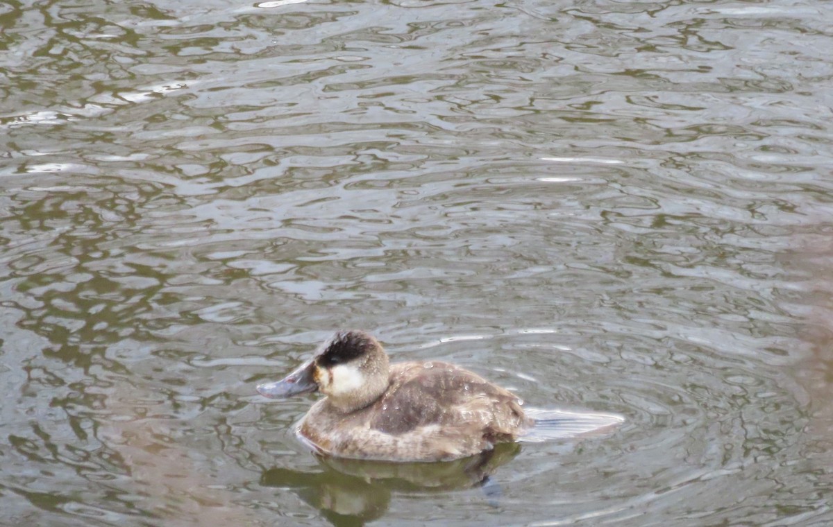 Ruddy Duck - ML616189907