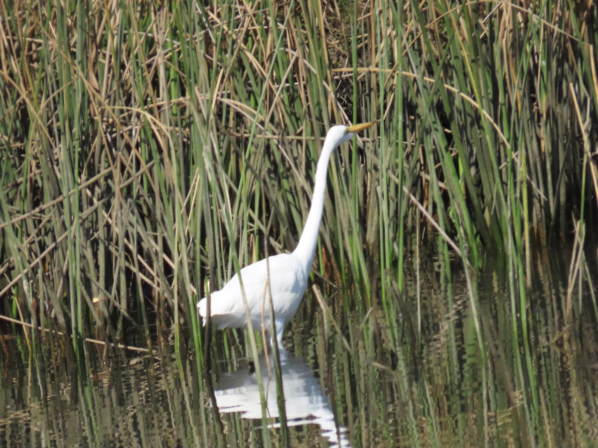 Great Egret - ML616189937