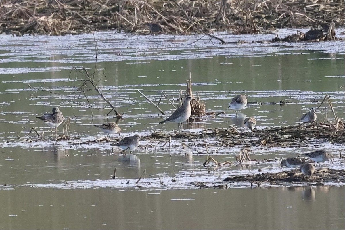 American Golden-Plover - ML616189949