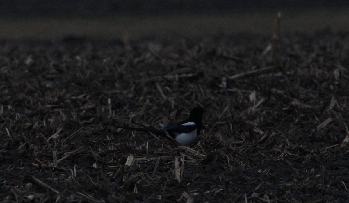 Black-billed Magpie - Morgan O'Brien