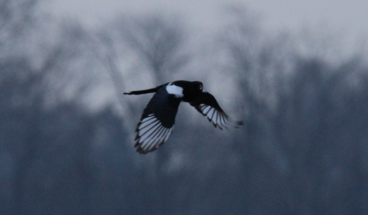 Black-billed Magpie - Morgan O'Brien