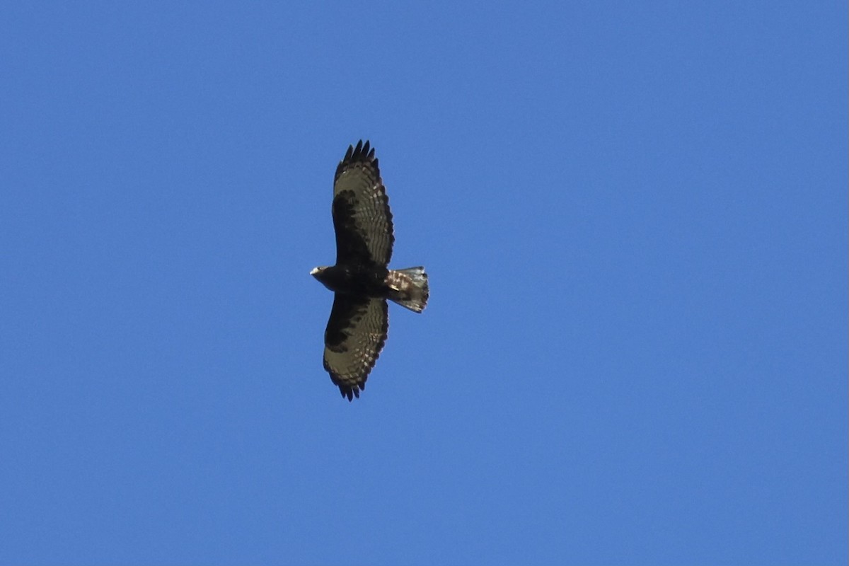 Red-tailed Hawk (Harlan's) - ML616189970