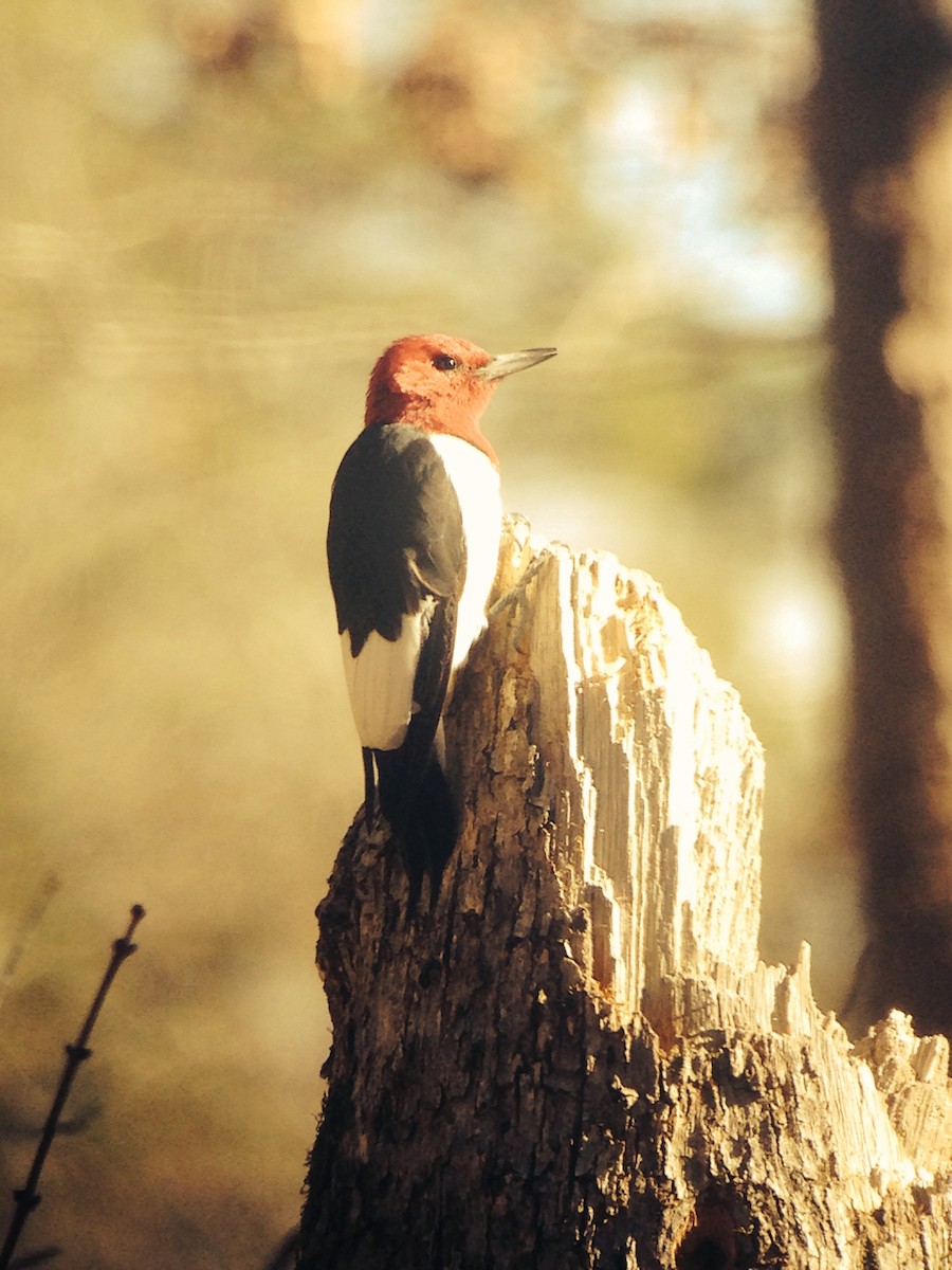 Red-headed Woodpecker - ML616189997