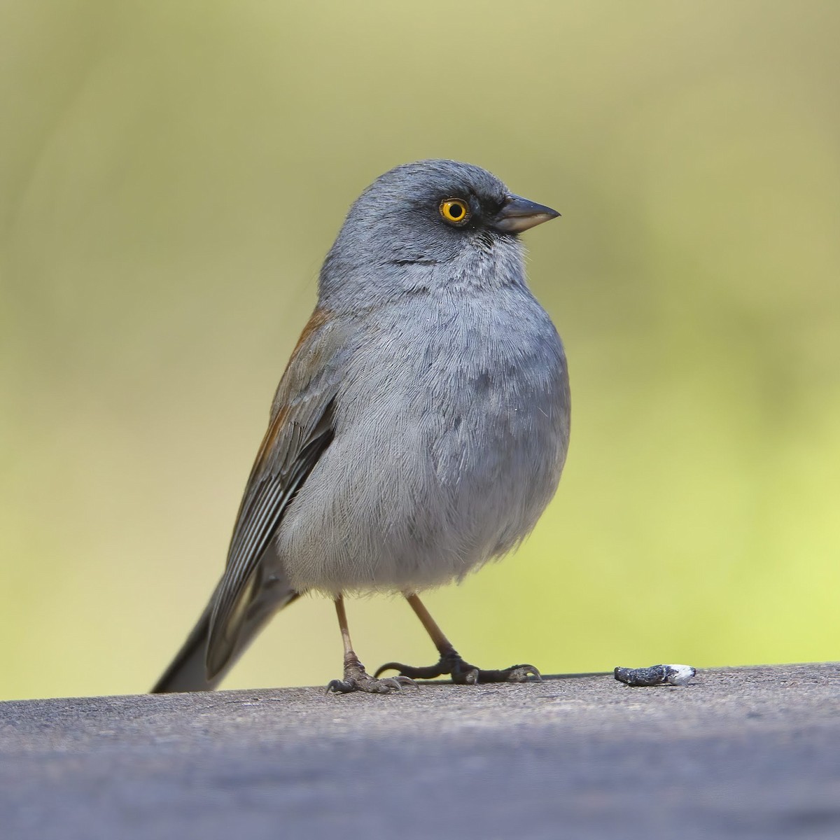 Yellow-eyed Junco - Scott Diedrich