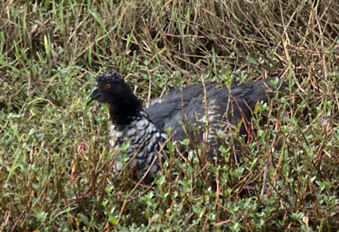 Horned Screamer - ML616190049