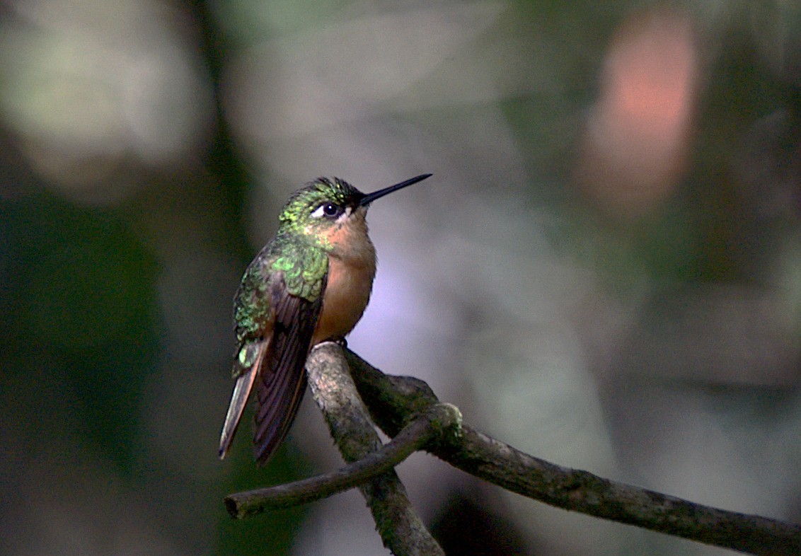 kolibřík brazilský - ML616190070
