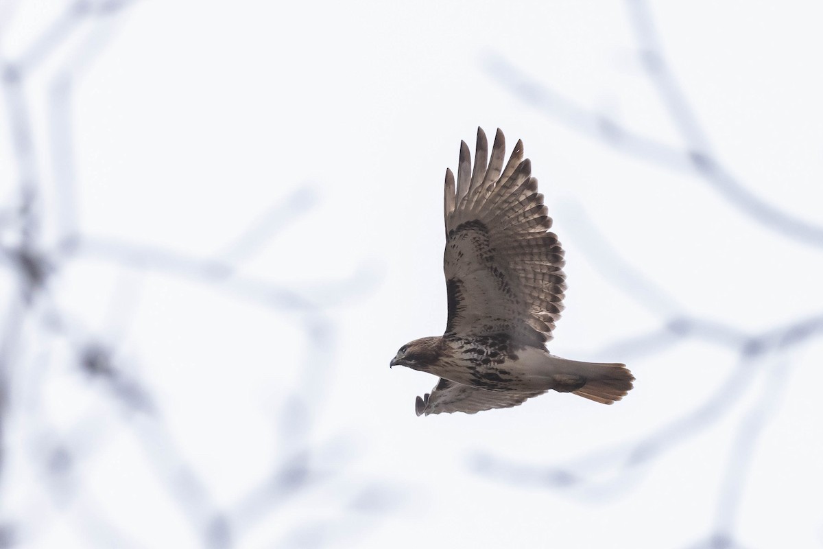 Rotschwanzbussard (abieticola) - ML616190073