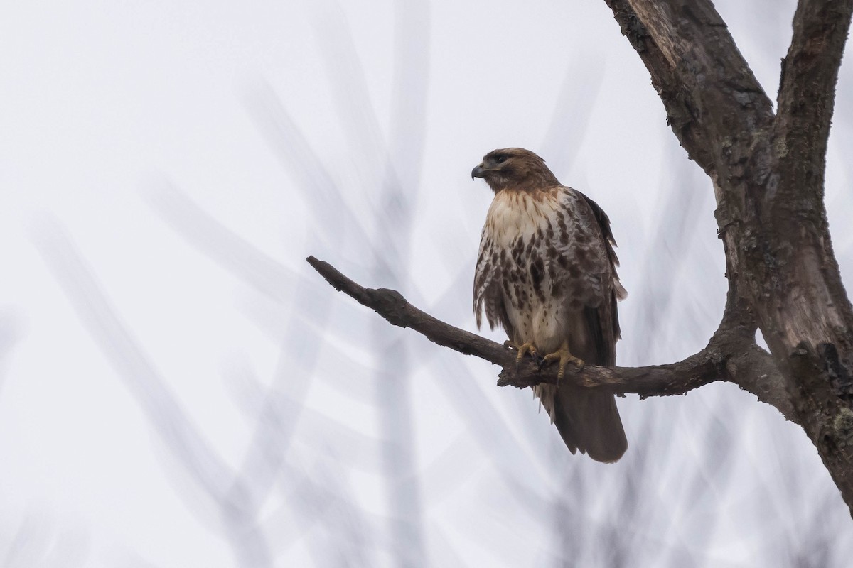Red-tailed Hawk (abieticola) - ML616190074